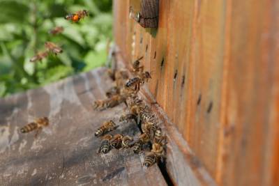 Pszczoły wlatujące do ula