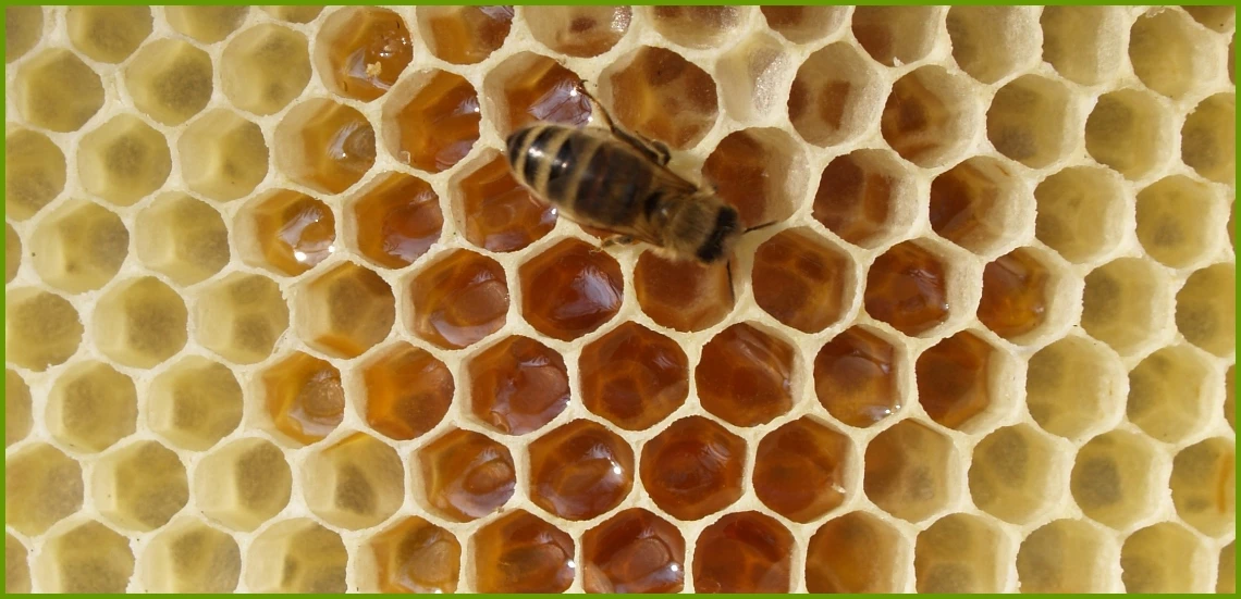Pszczoła i miód